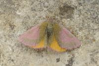 Lythria cruentaria