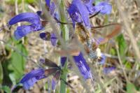 Hemaris fuciformis