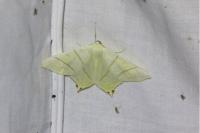 Ourapteryx sambucaria