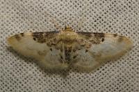 Idaea filicata