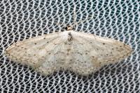 Idaea seriata