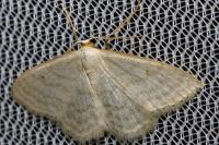 Idaea subsericeata