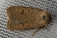 Caradrina clavipalpis