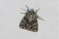 Acronicta rumicis