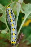 Diloba caeruleocephala
