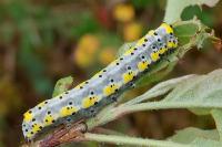 Diloba caeruleocephala