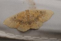 Cyclophora lennigiaria