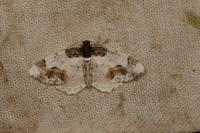 Ligdia adustata