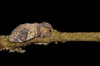 Notodonta tritophus