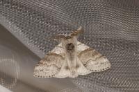 Calliteara pudibunda