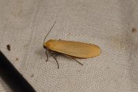 Wittia sororcula