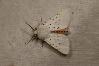 Spilosoma lubricipeda