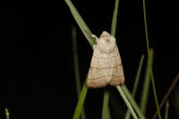 Charanyca trigrammica