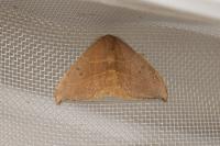 Watsonalla uncinula