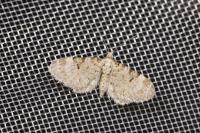 Eupithecia liguriata