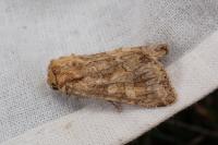 Conisania luteago olbiena