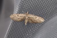 Eupithecia