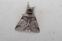 Furcula bifida