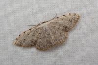 Scopula submutata roseonitens