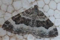 Epirrhoe alternata