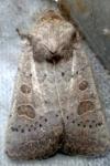 Hoplodrina ambigua