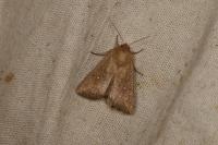 Mythimna albipuncta
