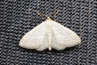 Idaea subsericeata
