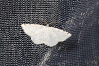Stegania trimaculata