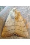 Charanyca trigrammica