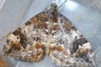 Dysstroma truncata