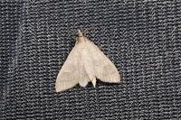 Mecyna asinalis