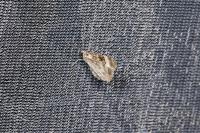 Epirrhoe alternata