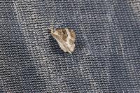 Epirrhoe alternata