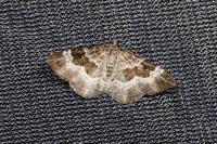 Epirrhoe alternata