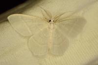 Jodis lactearia