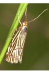 Chrysocramboides craterellus