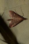 Dolicharthria punctalis