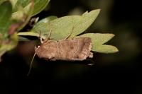 Hoplodrina octogenaria/blanda