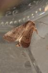 Hoplodrina octogenaria/blanda