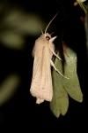 Mythimna straminea