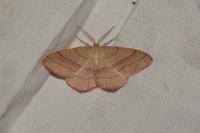 Rhodostrophia vibicaria