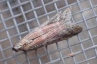 Ephestia woodiella
