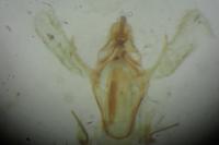 Ephestia woodiella