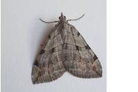 Aplocera plagiata