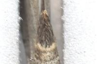 Aplocera plagiata