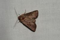 Hoplodrina