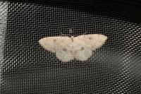 Cyclophora albipunctata