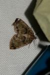 Hydriomena furcata
