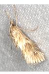 Cynaeda dentalis