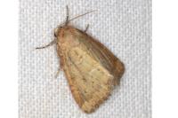 Photedes minima